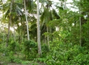 Hikkaduwa Cultivated Land for sale/rent